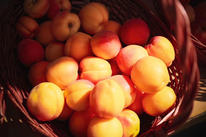 山西太原:杏子壓枝黃半熟【5】