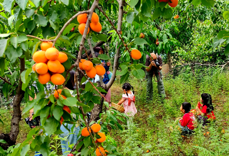 山西太原:杏子壓枝黃半熟【3】