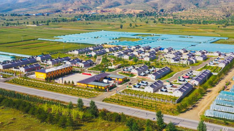 大同陽高:農鄉處處盡豐盈