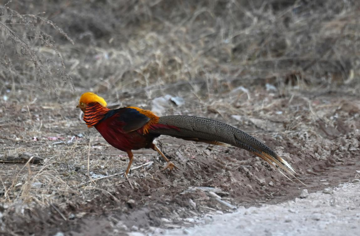 中國特有鳥類紅腹錦雞現身山西沁水縣