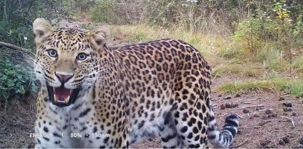 華北豹，紅外線相機拍攝于晉中市壽陽縣。圖片由晉中市規劃和自然資源局提供