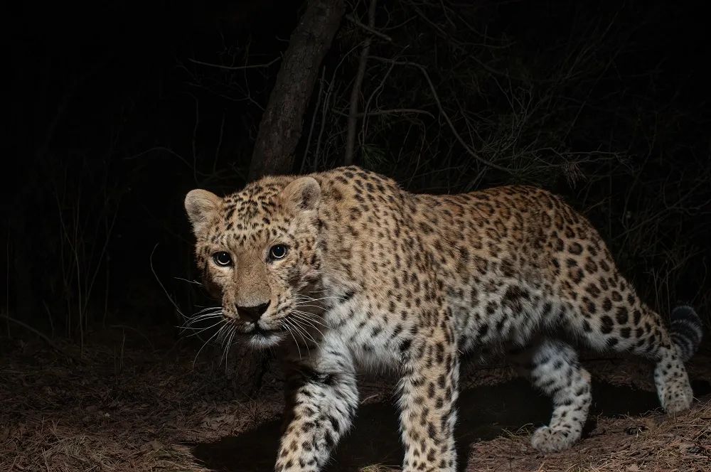 拍攝于和順境內的華北豹。圖片由貓盟提供。