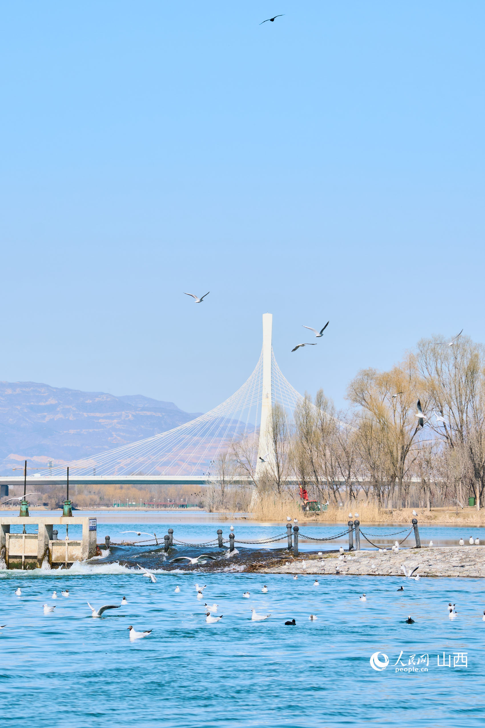 紅嘴鷗、白骨頂雞和棕頭鷗在山西太原汾河濕地公園棲息。人民網記者 董童攝