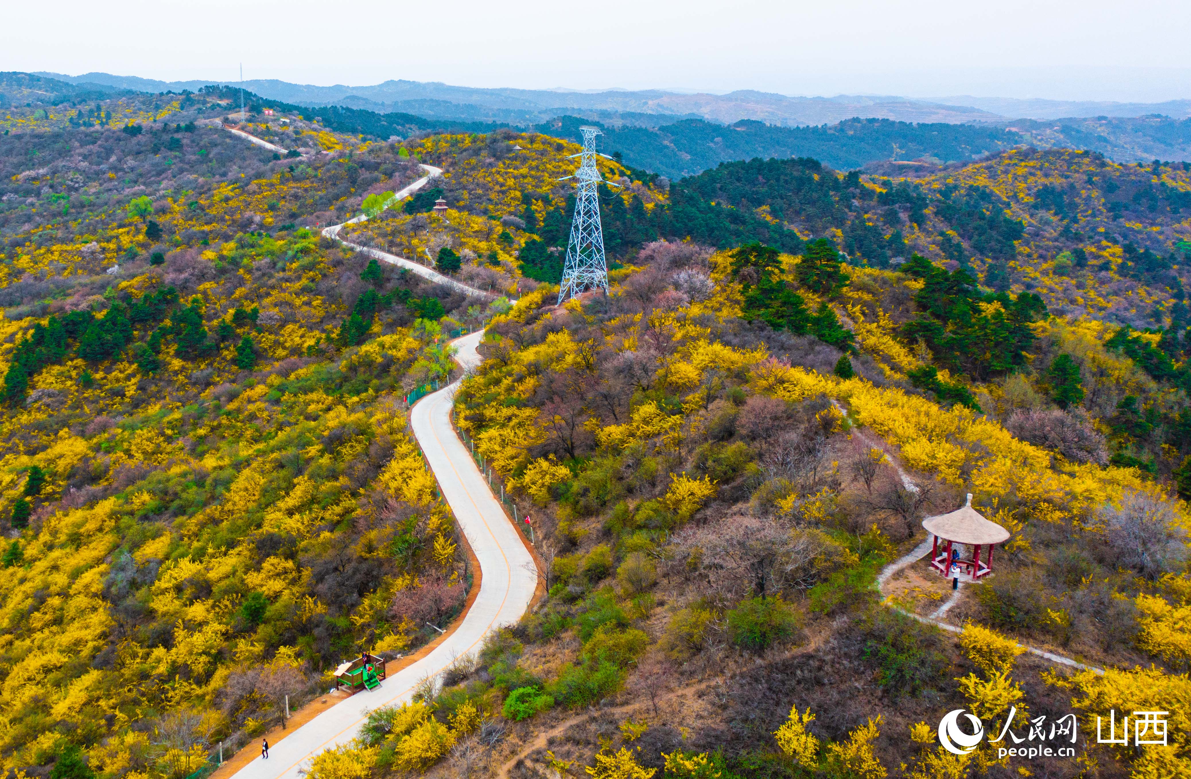 漫山遍野的連翹盛開。