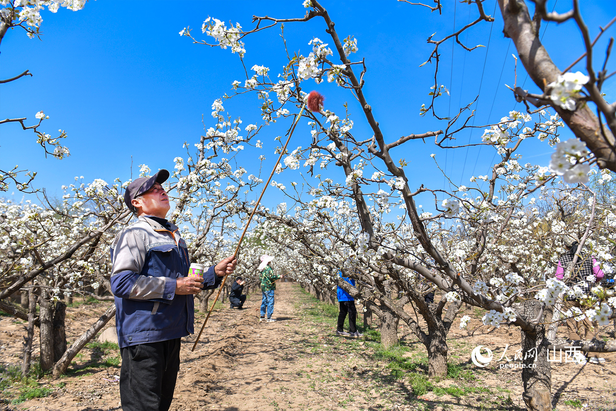 晉中市祁縣古縣鎮下閆燦村村民正在為梨花授粉。人民網記者 焦搏文攝