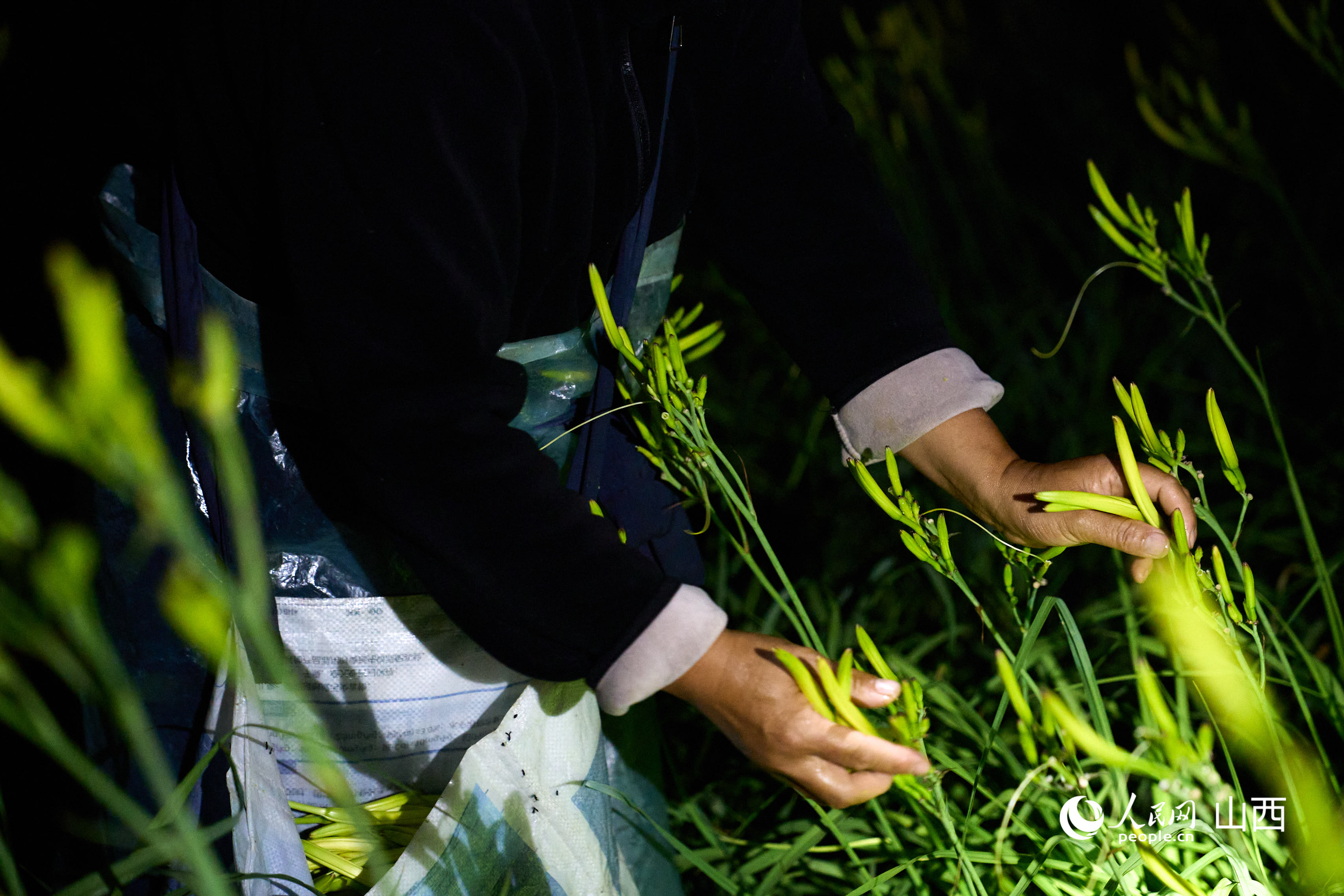 黃花采摘。