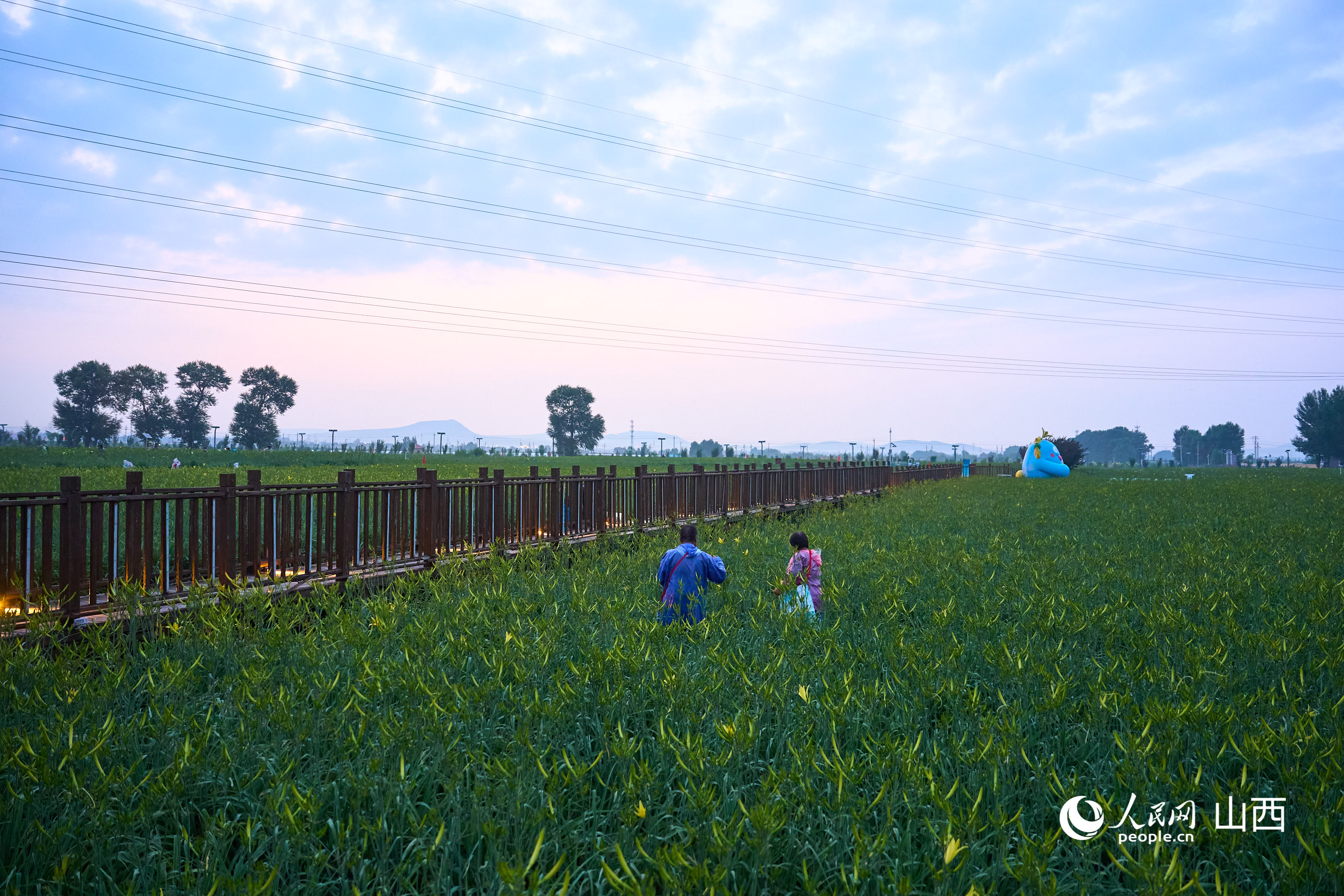 黃花種植基地。