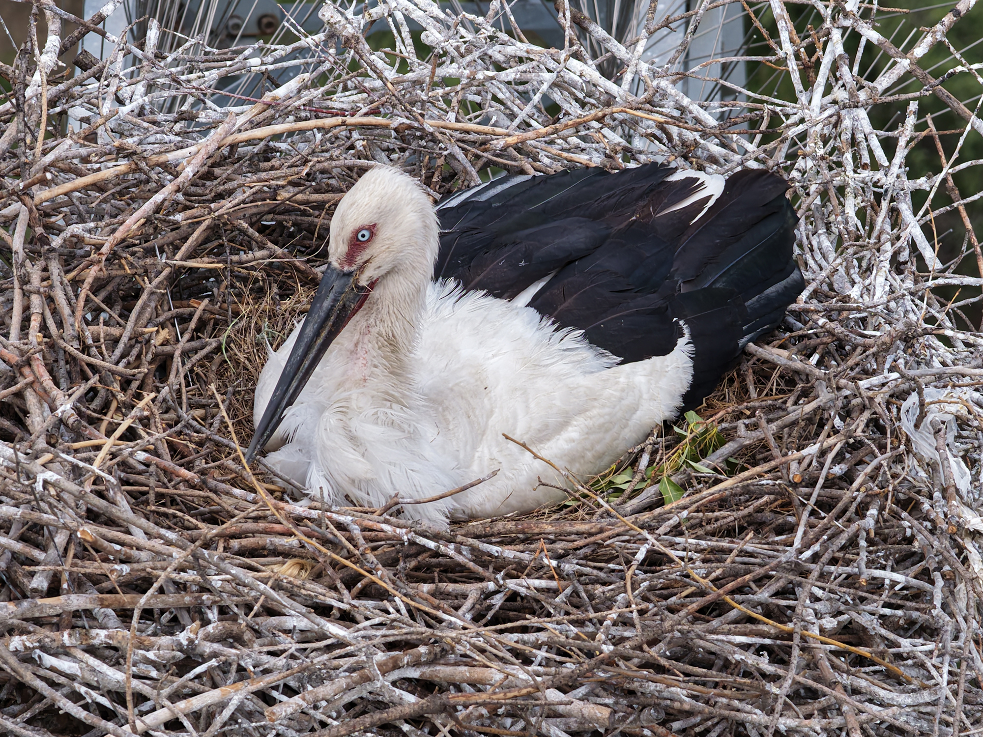 2025年5月，攝影師拍到的東方白鸛。柴潤攝